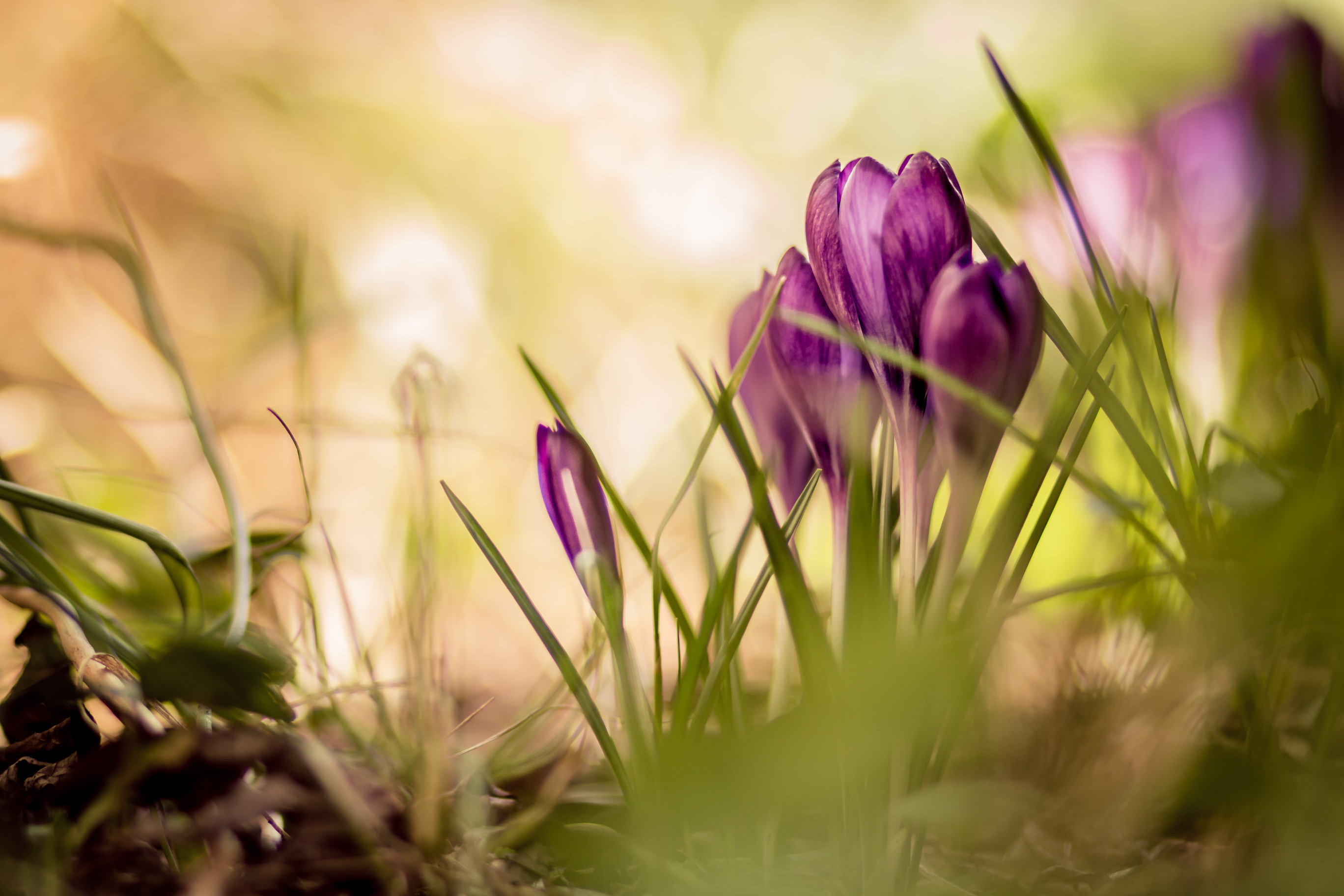crocus